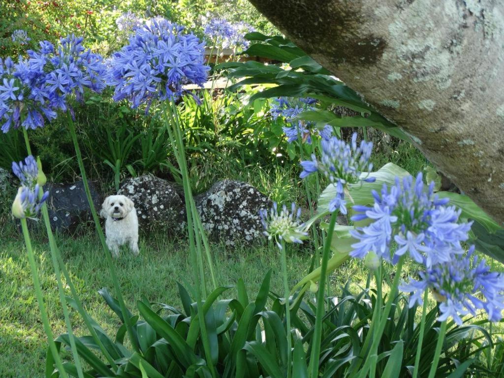 Tropical Coast Retreat - Pet Friendly - Adult Only Vendégház Kingscliff Kültér fotó