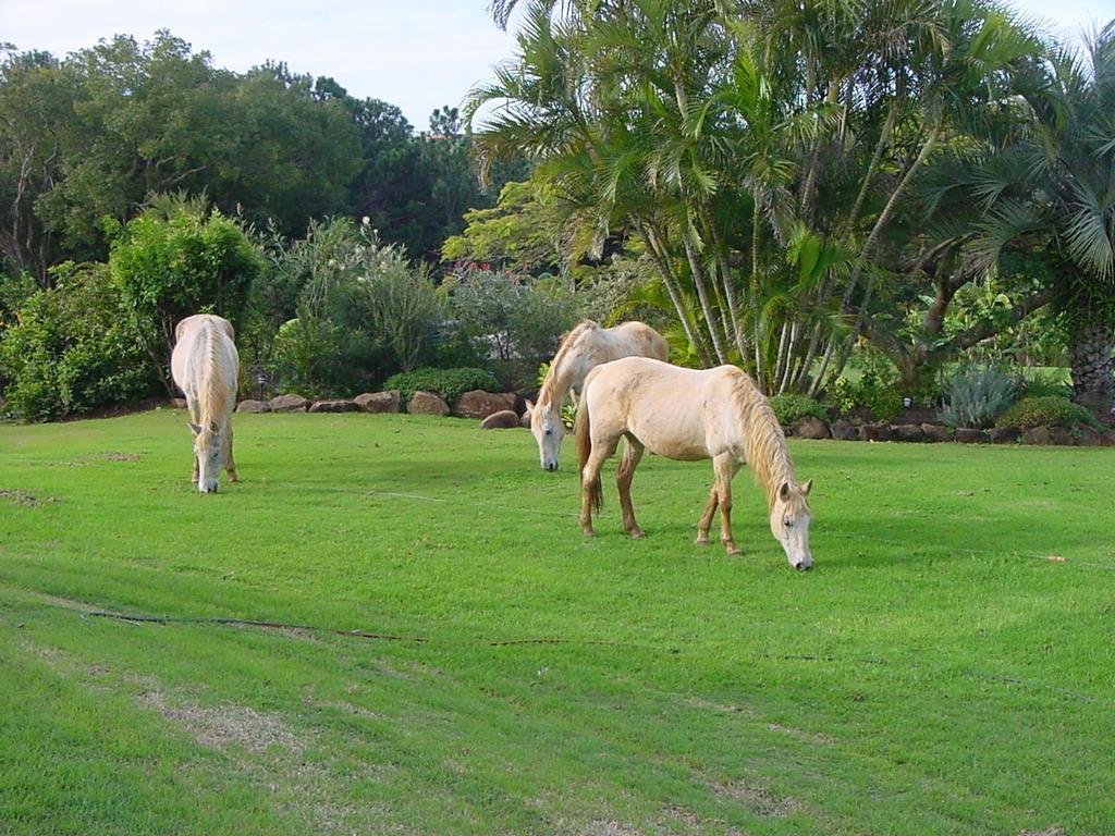 Tropical Coast Retreat - Pet Friendly - Adult Only Vendégház Kingscliff Kültér fotó