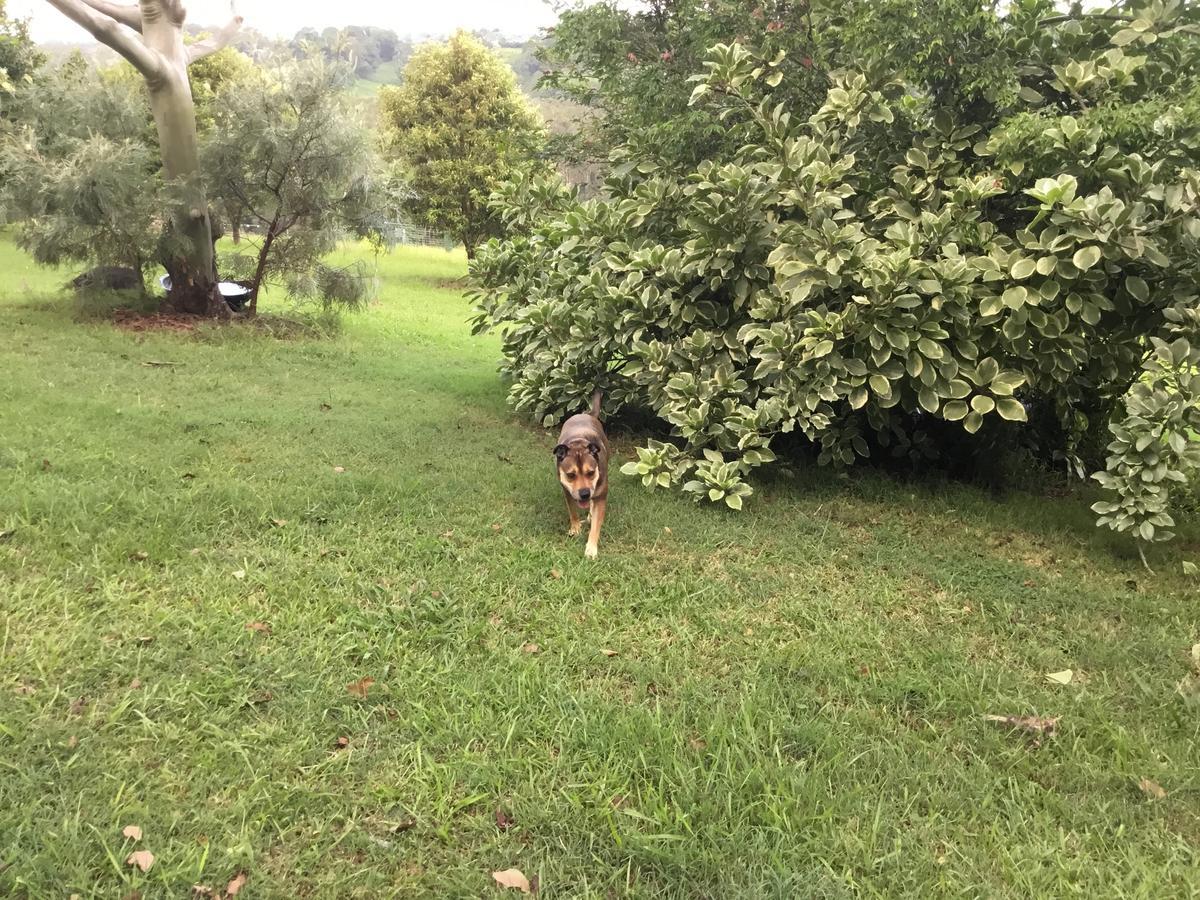 Tropical Coast Retreat - Pet Friendly - Adult Only Vendégház Kingscliff Kültér fotó